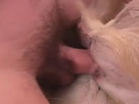 Nice to see how zoophile dick impales a cute doggy